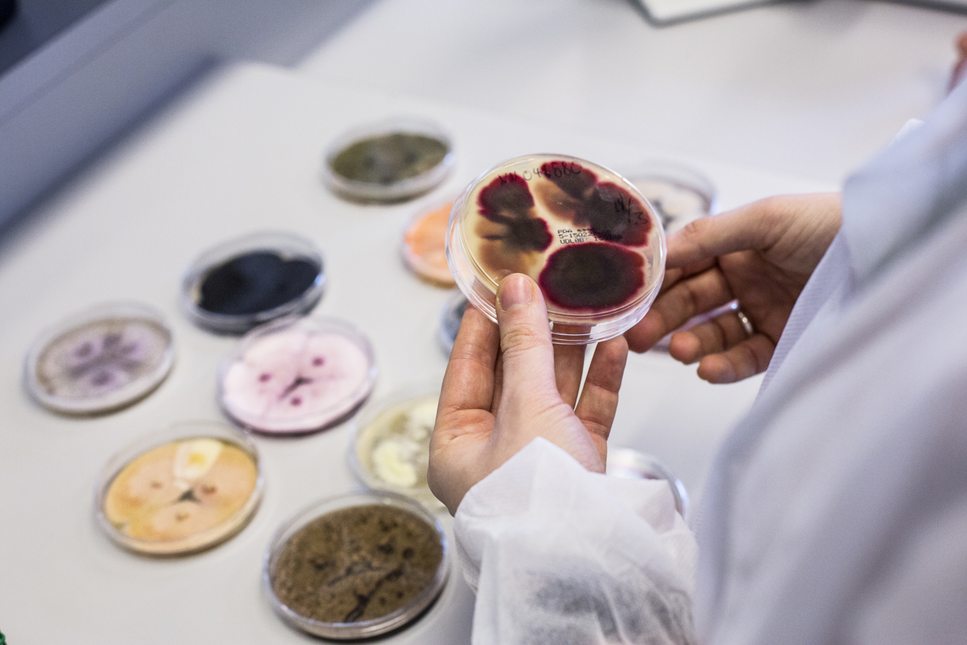 Novozymes 360 video tour - Wacky Studio